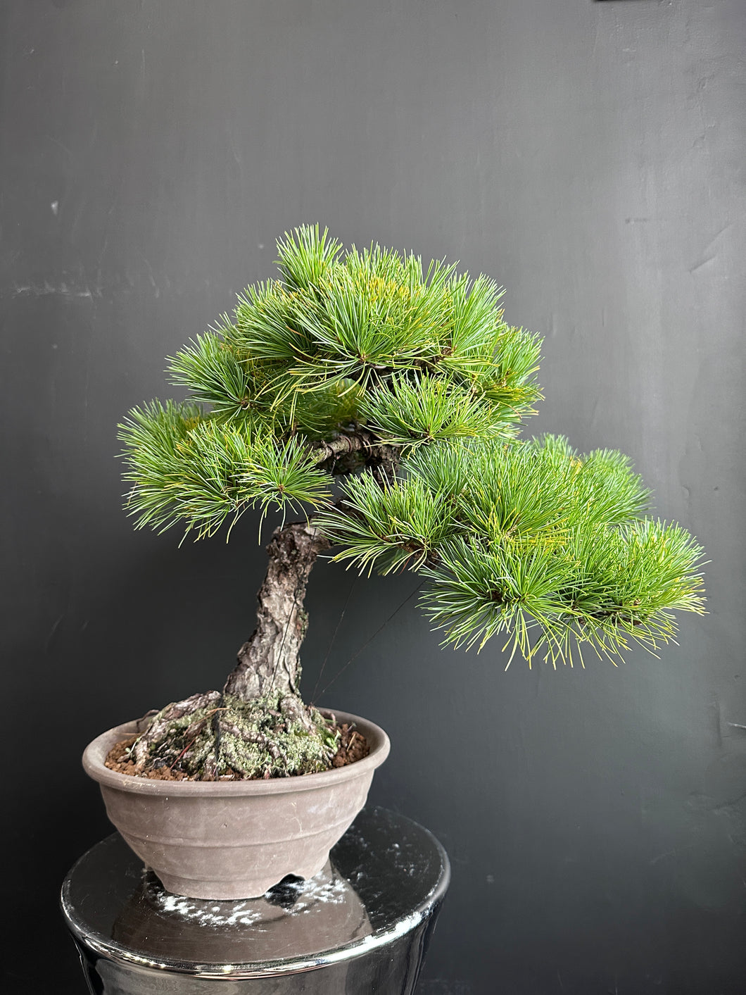 Japan🇯🇵Japanese White Pine (video included)