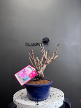 將圖片載入圖庫檢視器 日本🇯🇵関山桜かんざんざくらKanzan Sakura (附上影片)
