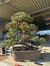 將圖片載入圖庫檢視器 日本🇯🇵糸魚川真柏 Japanese Itoigawa Shimpaku (附上影片)
