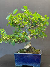 Load image into Gallery viewer, 日本🇯🇵イボタ 水蠟 Ligustrum obtusifolium
