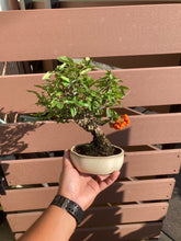 將圖片載入圖庫檢視器 預訂日本🇯🇵火棘Pyracantha coccinea✈️到港(附上影片)
