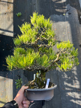 將圖片載入圖庫檢視器 預購日本🇯🇵太幹黑松 Black Pine (附上影片)
