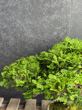 Load images into the gallery viewer 日本🇯🇵津山檜Chamaecyparis obtusa （附上影片）
