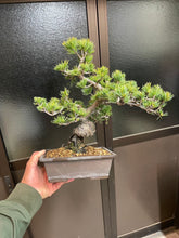 將圖片載入圖庫檢視器 預購日本🇯🇵五葉松 Japanese White Pine（附上影片）
