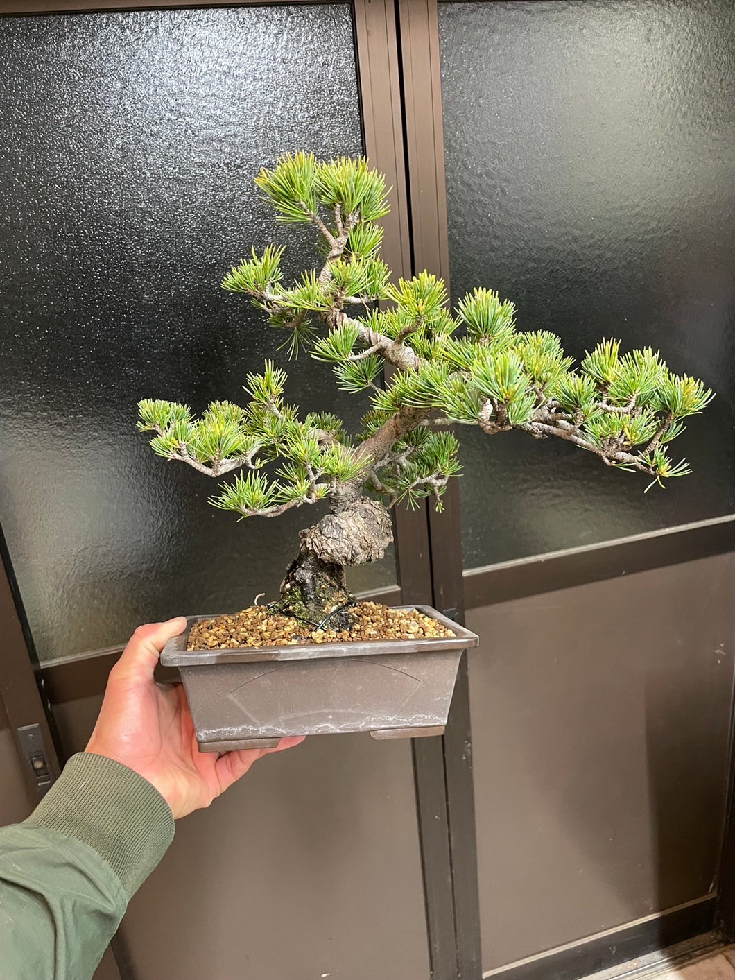 預購日本🇯🇵五葉松 Japanese White Pine（附上影片）