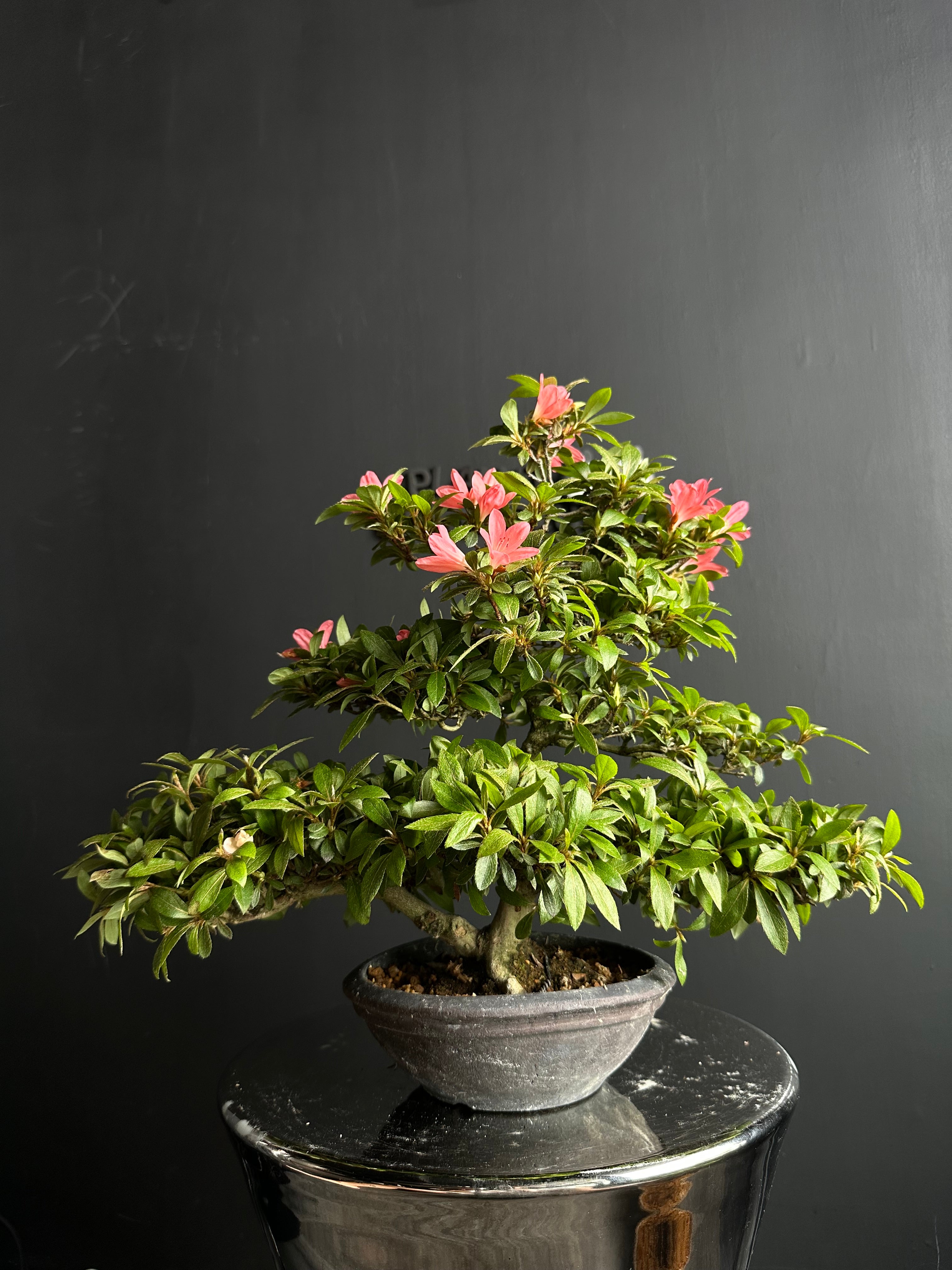 日本🇯🇵皐月杜鵑赤晃山Satsuki azalea Rhododendron – BONSAI PLAN+T