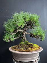 將圖片載入圖庫檢視器 日本🇯🇵黑松 Black Pine (附上影片)
