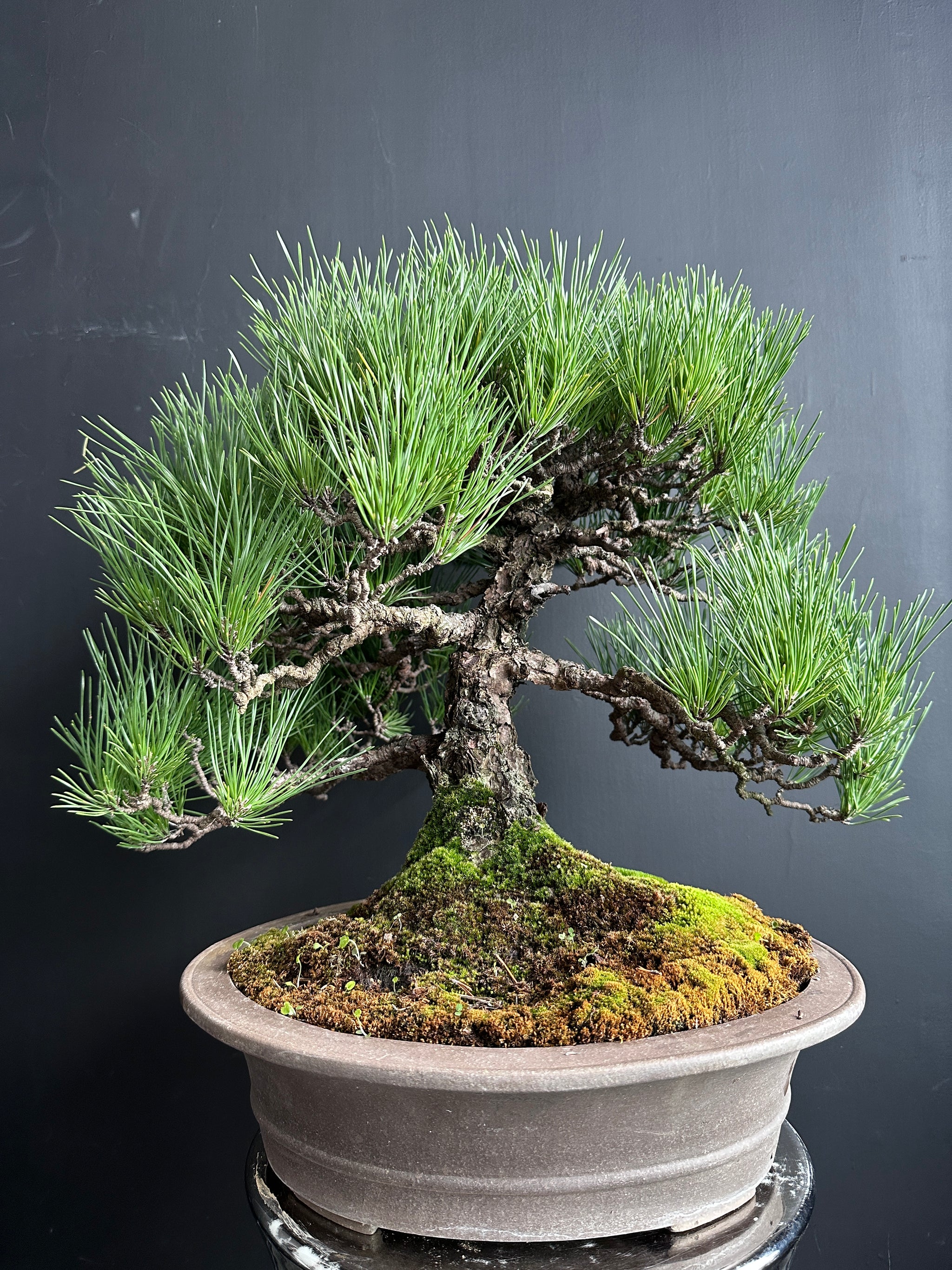 香港網上日本盆景專門店BONSAI PLAN+T 現貨日本松樹盆栽