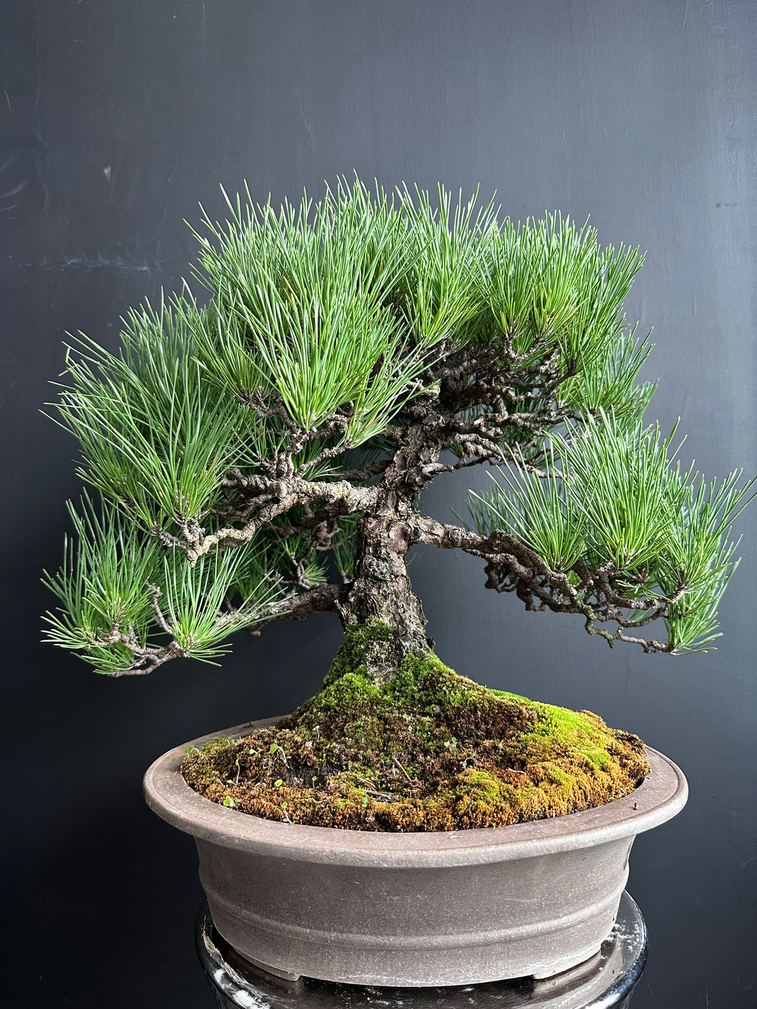 日本🇯🇵黑松 Black Pine (附上影片)