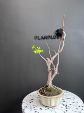 將圖片載入圖庫檢視器 日本🇯🇵銀杏Ginkgo Biloba (附上影片)
