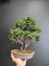 將圖片載入圖庫檢視器 日本🇯🇵 椹檜 Sawara Cypress Chamaecyparis pisifera (附上影片)
