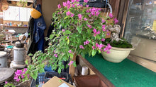 Load image into Gallery viewer, 預訂日本🇯🇵九重葛 Bougainvillea (附上影片)
