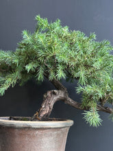 將圖片載入圖庫檢視器 日本🇯🇵杜松Juniperus Rigida (附上影片)

