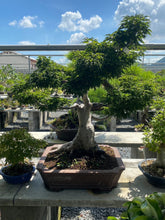 Load image into Gallery viewer, 預購日本🇯🇵獅子頭楓樹Acer palmatum Shishigashira
