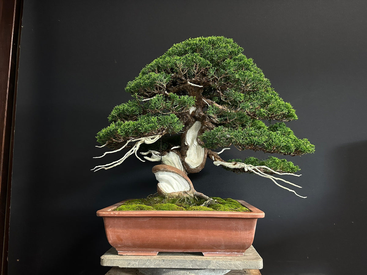 日本糸魚川真柏盆景,高45cm闊50cm - PLAN+T
