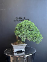 將圖片載入圖庫檢視器 日本🇯🇵四國真柏Shikoku Shimpaku Juniper (附上影片)
