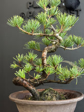 Load image into Gallery viewer, 日本🇯🇵五葉松 Japanese White Pine (附上影片)
