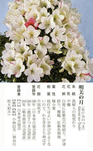 Load image into Gallery viewer, 預購日本🇯🇵皐月杜鵑 明美之月Satsuki azalea Rhododendron (附上影片)
