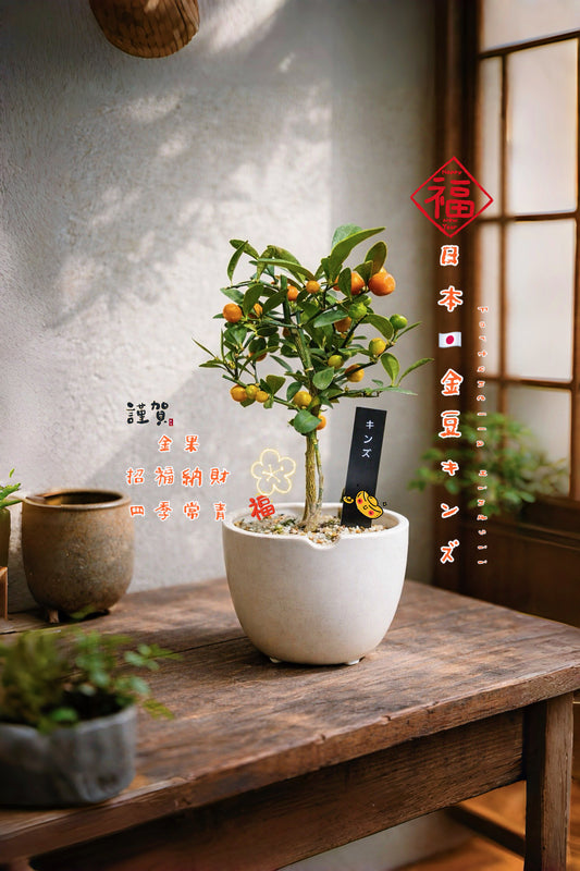(Sold out) 2026 Lunar New Year Limited Edition 🍊 Pre-order Japan🇯🇵金豆キンズFortunella Hindsii Japan🇯🇵Direct delivery from Osaka to Hong Kong