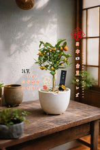 將圖片載入圖庫檢視器 2026新春限定 🍊 預購日本🇯🇵金豆キンズ Fortunella Hindsii 日本🇯🇵大阪直送香港
