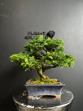 Load an image into the library viewer Japan🇯🇵Tsuyama Hinoki Chamaecyparis Obtusa (video included)
