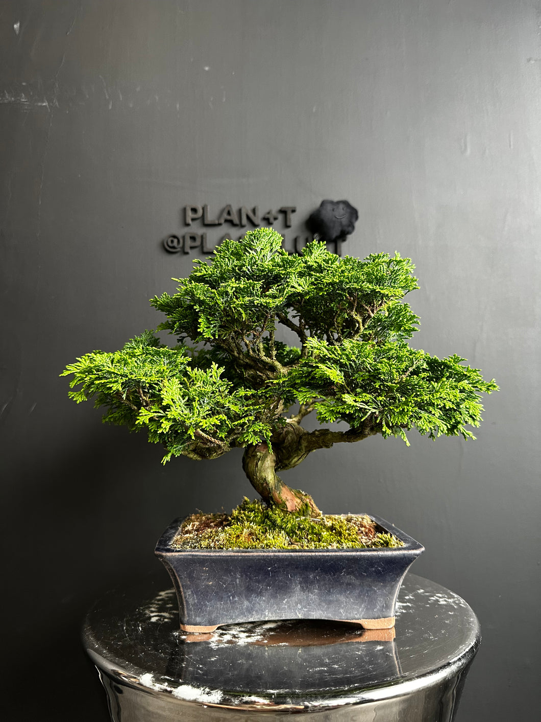 Japan🇯🇵Tsuyama Hinoki Chamaecyparis Obtusa (video included)