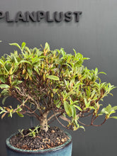 Load images into the gallery viewer Japan🇯🇵Satsuki Azalea Rhododendron
