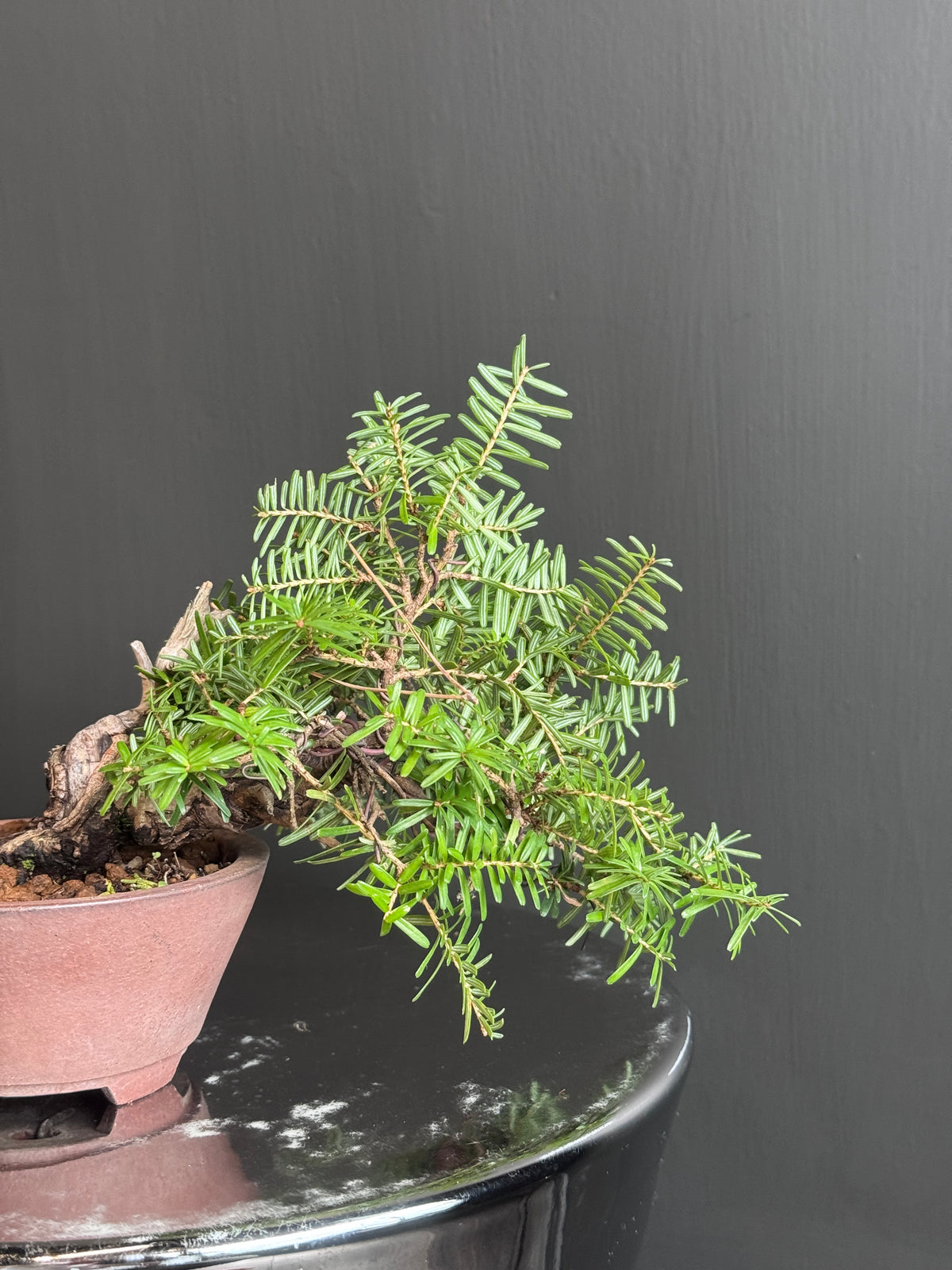 日本一位盆景 Taxus Cuspidata 枝葉及葉片細節