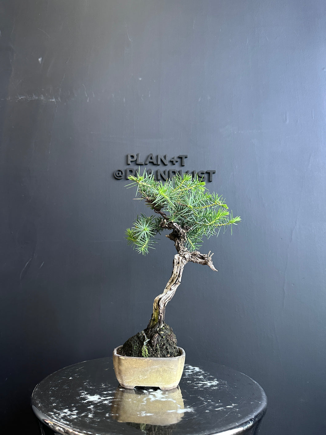 Japan🇯🇵Juniper Juniperus Rigida (video included)