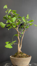 Load an image into the library viewer Japan🇯🇵Ginkgo Biloba (video included)
