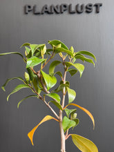 將圖片載入圖庫檢視器 日本🇯🇵山茶花 茶梅 岀雲大社Camellia Sasanqua (附上影片)
