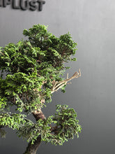 將圖片載入圖庫檢視器 日本🇯🇵津山檜Hinoki Chamaecyparis Obtusa(附上影片)
