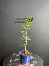 Load an image into the library viewer Japan🇯🇵Ginkgo Biloba (video included)
