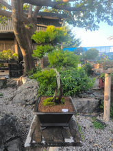Load an image into the library viewer 預訂日本🇯🇵一位 Taxus cuspidata (附上影片)
