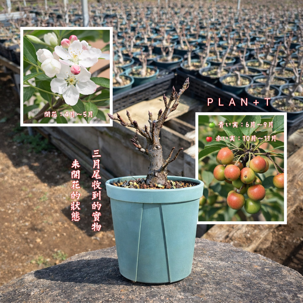 2026年 準備接受預購10月尾到港 日本🇯🇵姫リンゴ姫蘋果🍎HIME RINGO (結果階段)