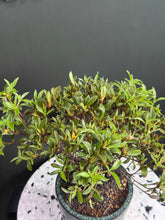 Load images into the gallery viewer Japan🇯🇵Satsuki Azalea Rhododendron
