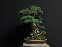 將圖片載入圖庫檢視器 預購日本🇯🇵五葉松 Japanese White Pine (附上影片)
