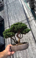 將圖片載入圖庫檢視器 預購日本🇯🇵石化檜Sekka Hinoki Cypressヒノキ (附上影片)
