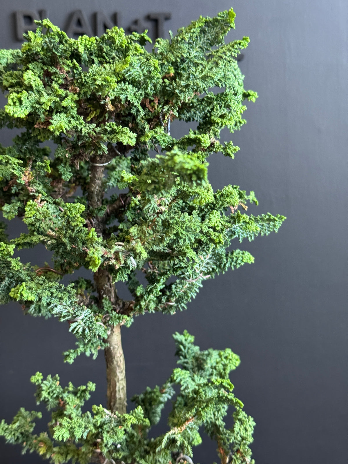 日本🇯🇵石化檜Sekka Hinoki Cypress セッカヒノキ (附上影片)