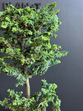 將圖片載入圖庫檢視器 日本🇯🇵石化檜Sekka Hinoki Cypress セッカヒノキ (附上影片)
