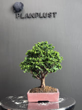 將圖片載入圖庫檢視器 日本🇯🇵石化檜Sekka Hinoki Cypress セッカヒノキ (附上影片)
