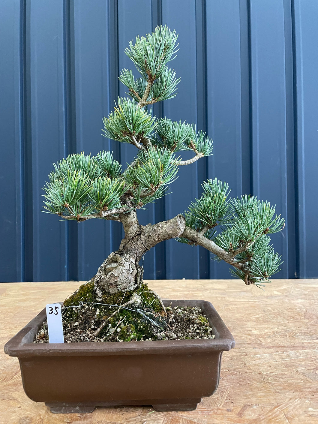 預訂日本🇯🇵五葉松 Japanese white pine