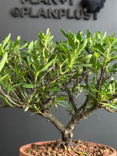 將圖片載入圖庫檢視器 日本🇯🇵梔子花クチナシ Gardenia Jasminoides (附上影片)
