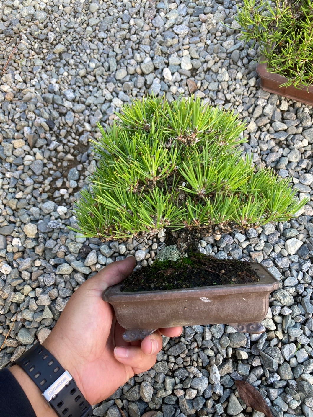 預訂日本🇯🇵精品黑松 Black Pine(附上影片)