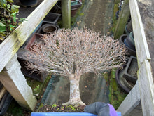 將圖片載入圖庫檢視器 預訂日本🇯🇵逸品 欅樹Keyaki Zelkova Serrata

