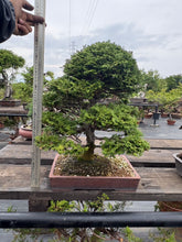 Load images into the gallery viewer 預購日本🇯🇵津山檜Chamaecyparis obtusa （附上影片）
