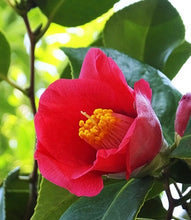 將圖片載入圖庫檢視器 日本🇯🇵山茶花 椿Camellia sasanqua (附上影片)
