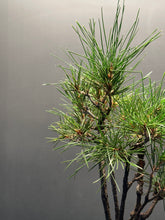 Load image into Gallery viewer, 日本🇯🇵黑松 叢林式 Black Pine / Pinus Thunbergii (附上影片)
