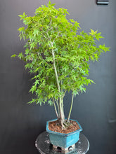Load images into the gallery viewer Japan🇯🇵Momiji Acer Palmatum (with video attached)
