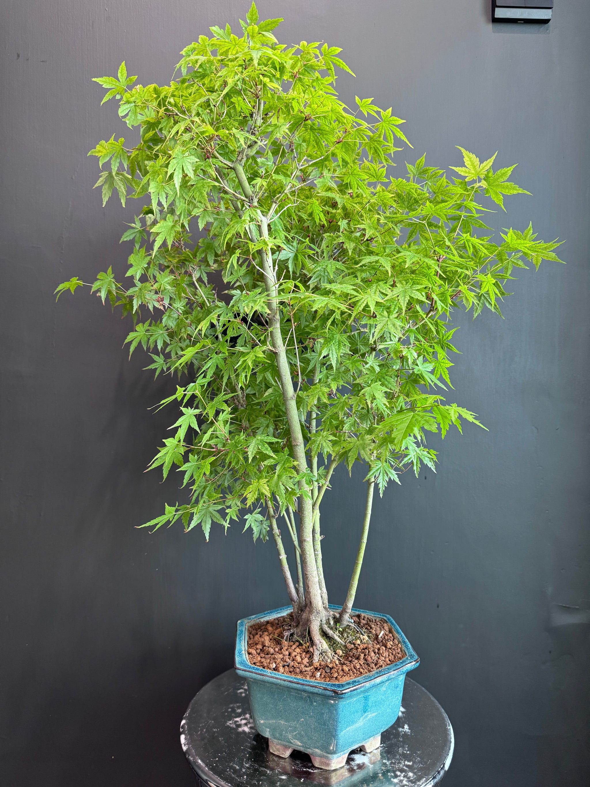 香港網上日本盆景專門店BONSAI PLAN+T 現貨日本楓葉盆栽